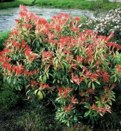 Pieris japonica 'Forest Flame' - Rotsheide