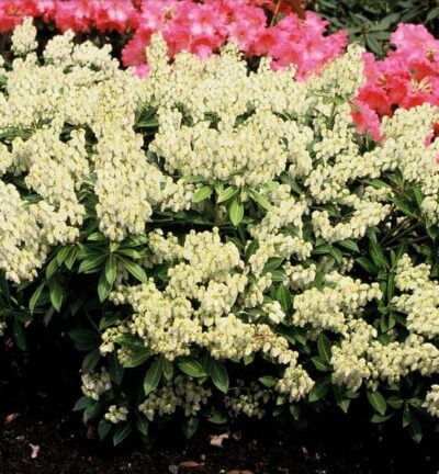 Pieris japonica 'Debutante' - Rotsheide