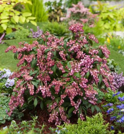 Pieris japonica 'Katsura' - Rotsheide