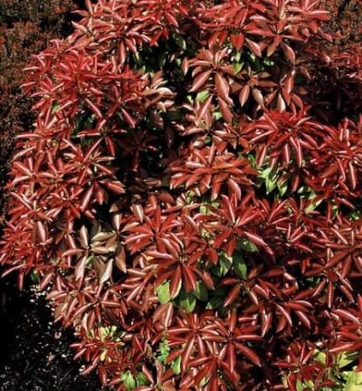 Pieris japonica 'Mountain Fire' - Rotsheide