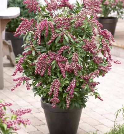 Pieris japonica 'Passion' - Rotsheide