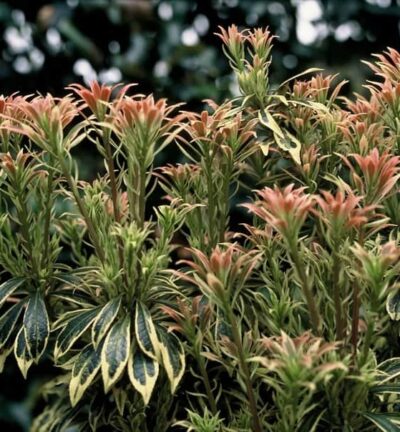 Pieris japonica 'Variegata' - Rotsheide