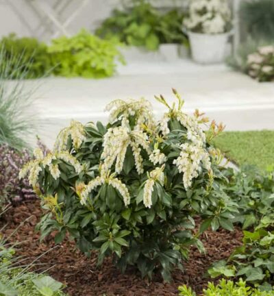 Pieris japonica 'White Cascade' - Rotsheide