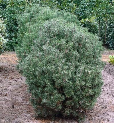 Pinus mugo 'Mughus' - Bergden