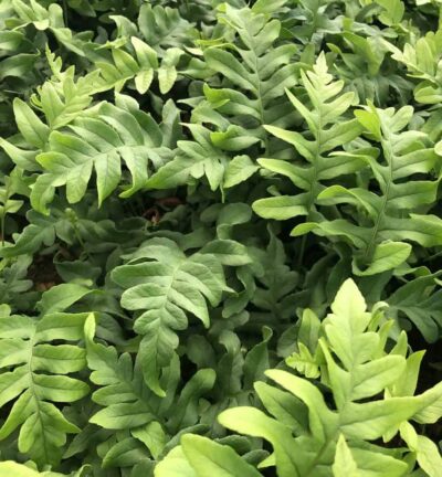 Polypodium 'vulgare' - Eikvaren