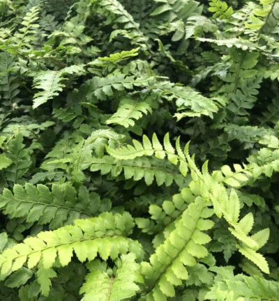 Polystichum 'polyblepharum' - Naaldvaren