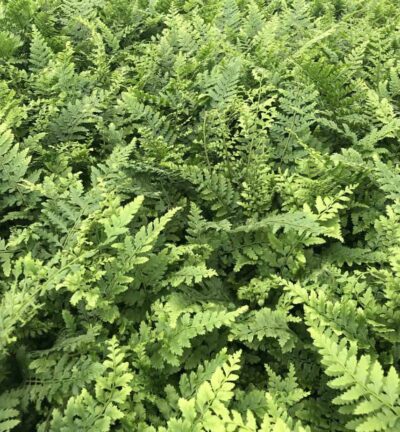 Polystichum 'setiferum' - Zachte Naaldvaren