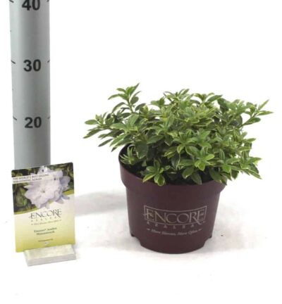 Rhododendron ENCORE® 'Moonstruck' - Azalea