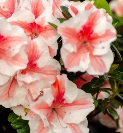 Rhododendron ENCORE® 'Starburst' - Azalea