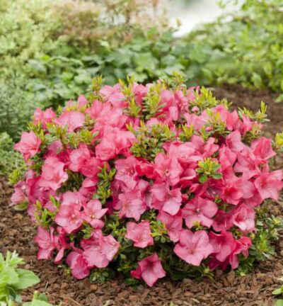 Rhododendron 'Anouk' - Japanse Azalea