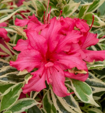 Rhododendron 'Bollywood' ® - Dwerg rododendron