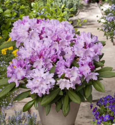 Rhododendron yakushimanum 'Caroline Allbrook' - Dwerg rododendron