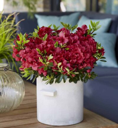 Rhododendron ENCORE® 'Autumn Fire' - Azalea