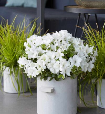 Rhododendron ENCORE® 'Pure White' Julia - Azalea