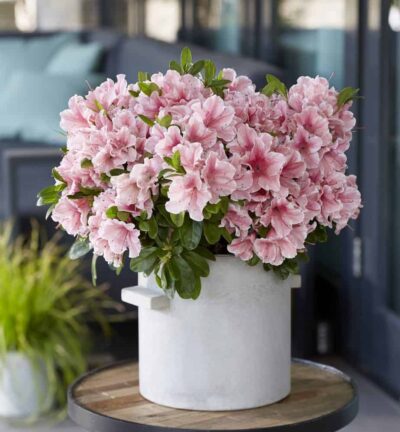 Rhododendron ENCORE® 'Sunburst' - Azalea