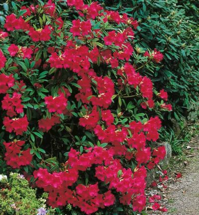 Rhododendron 'Elizabeth Red Foliage'  - Dwerg rododendron