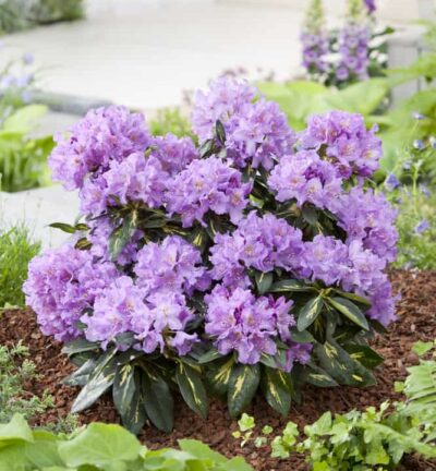 Rhododendron 'Goldflimmer' - Rododendron