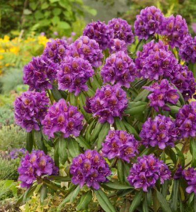 Rhododendron 'Marcel Menard' - Rododendron