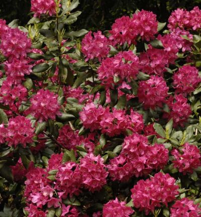 Rhododendron 'Nova Zembla' - Rododendron