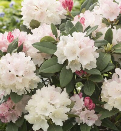 Rhododendron yakushimanum 'Dreamland' - Dwerg rododendron