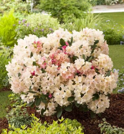 Rhododendron yakushimanum 'Percy Wiseman' - Rododendron