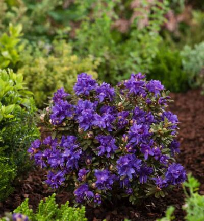 Rhododenron 'Azurika' - Dwerg rododendron