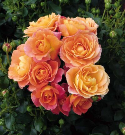 Rosa Bonfire - Trosroos