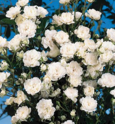 Rosa Crystal Fairy - Trosroos