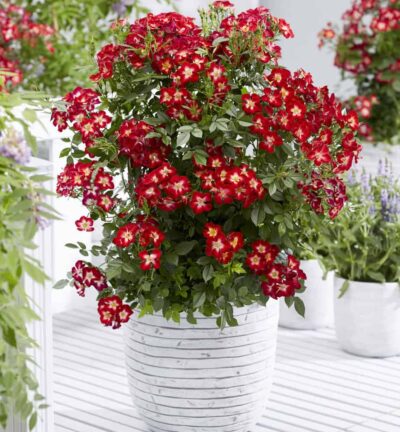 Rosa Everglow Ruby - Roos