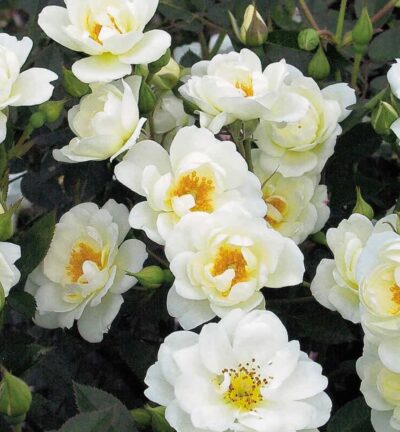 Rosa Kent - Trosroos