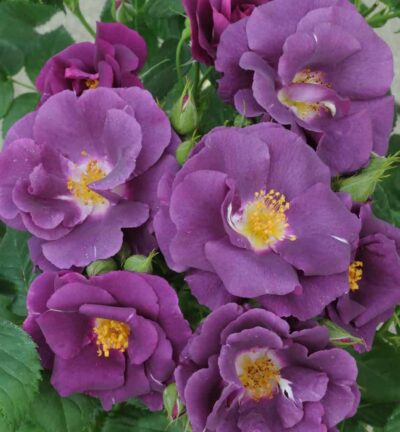 Rosa Rhapsody in Blue - Geurende roos