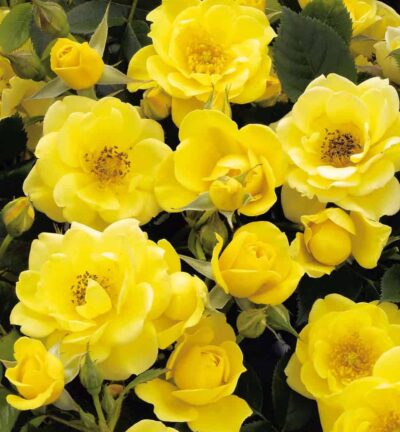 Rosa 'the Fairy Dolly Dot' - Trosroos