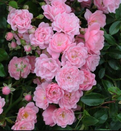 Rosa 'the Fairy' - Trosroos