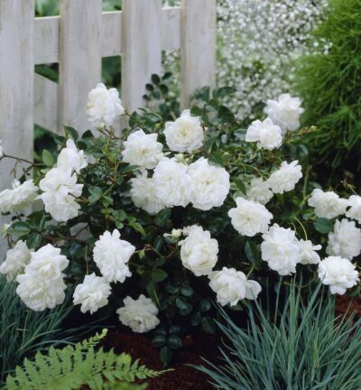 Rosa 'the Fairy White' - Trosroos