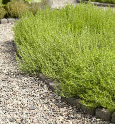 Rosmarinus officinalis - Rozemarijn