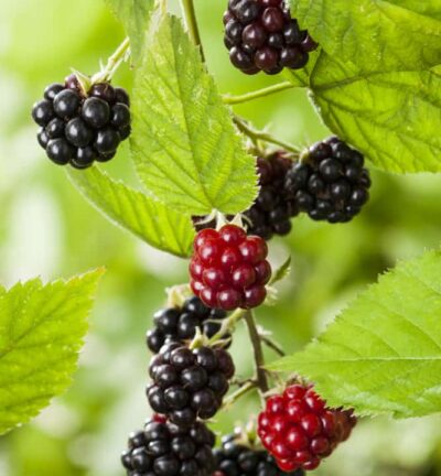 Rubus fruticosa 'Chester Thornless' - Braam