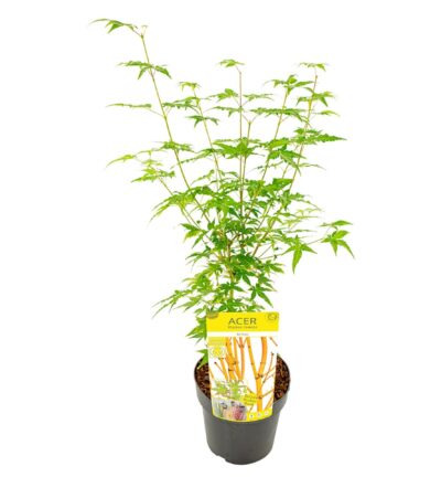 Acer palmatum Bi Hoo - Japanse Esdoorn