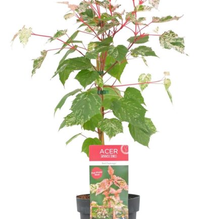 Acer conspicuum 'Red Flamingo' - Bonte Japanse Esdoorn