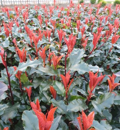 Photinia 'Magical Vulcano' - Glansmispel