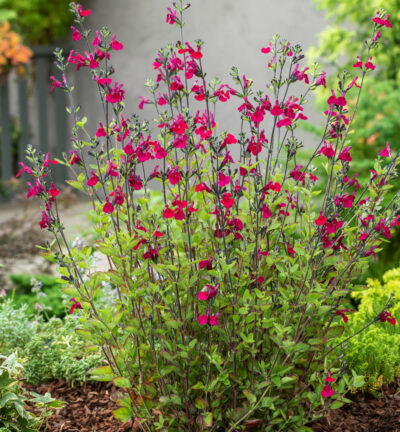 Salvia greggii 'Cherry Lips' - Salie