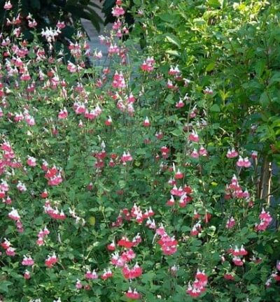 Salvia microphylla 'Hot Lips' - Salie