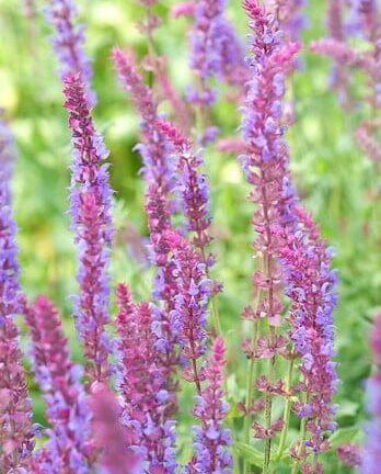 Salvia nemorosa 'Amethyst' - Salie