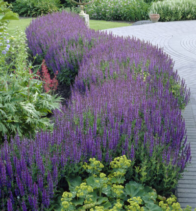 Salvia nemorosa Blauhügel - Salie