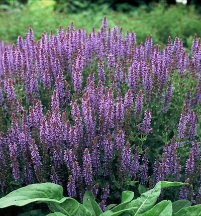 Salvia nemorosa Blaukönigin - Salie