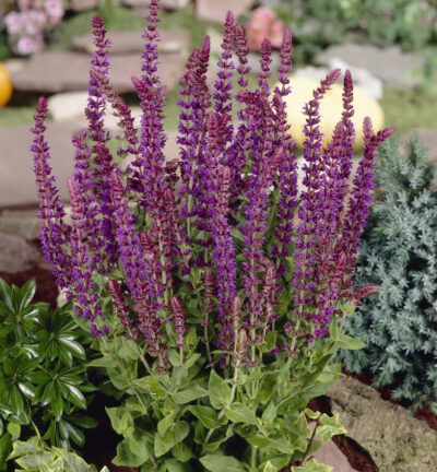Salvia nemorosa Ostfriesland - Salie