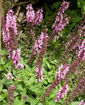 Salvia nemorosa Rose Queen - Salie