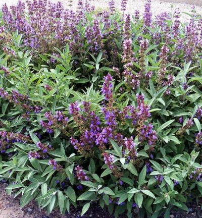 Salvia officinalis - Echte Salie