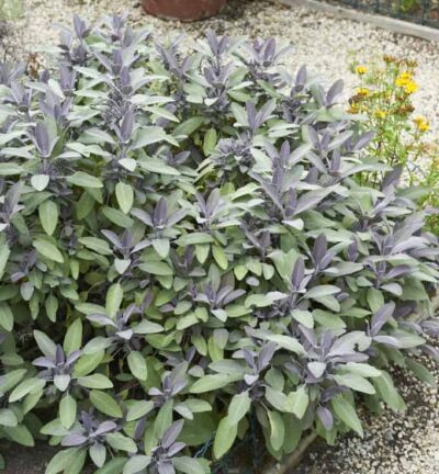 Salvia officinalis ´Purpurascens´ - Echte Salie