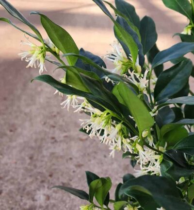 Sarcococca confusa - Vleesbes