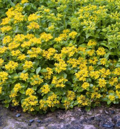 Sedum Kamtschaticum - Vetkruid